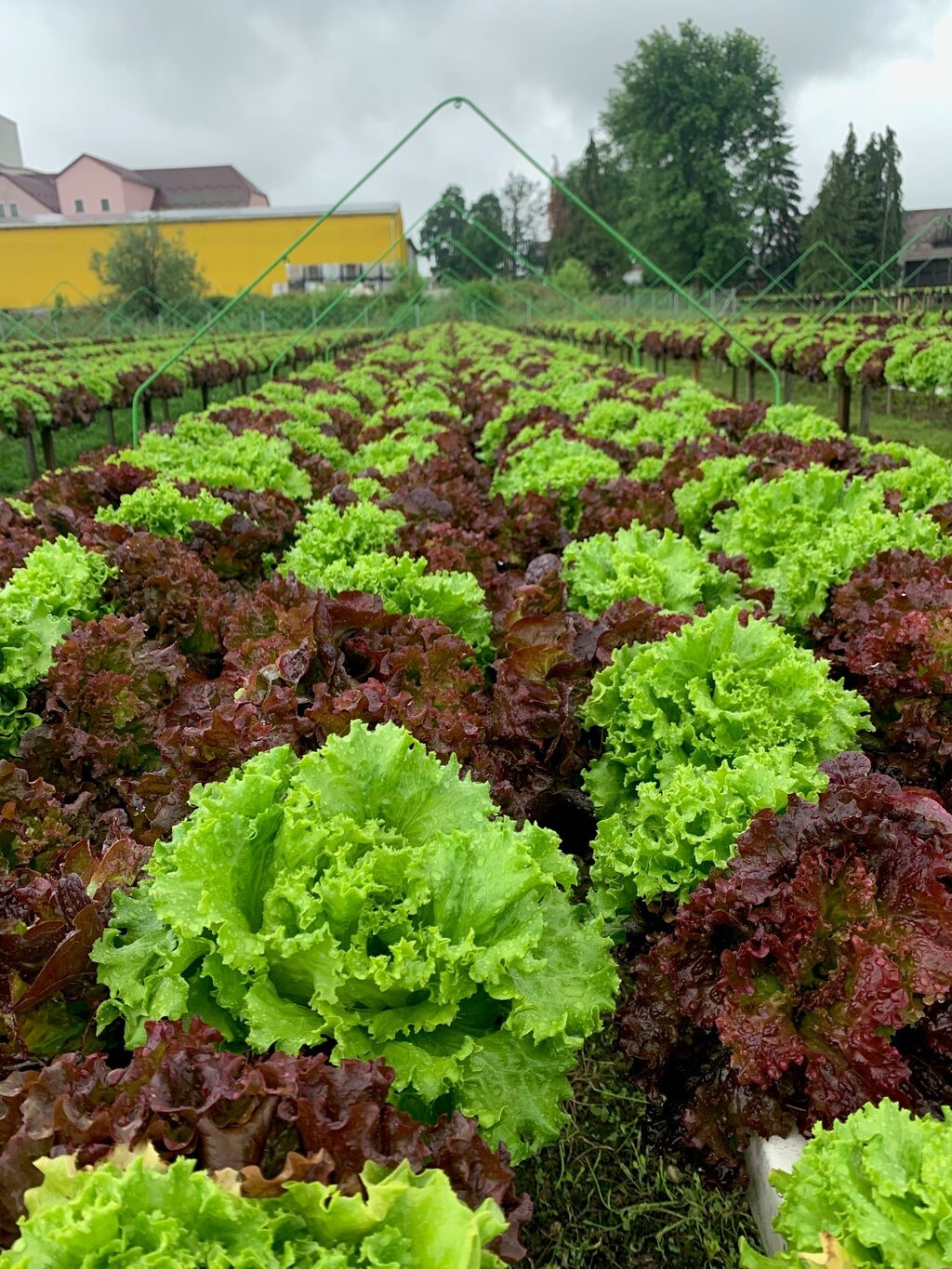 Redovi zelene i crvene salate u hidroponskom uzgoju na povišenim sustavima