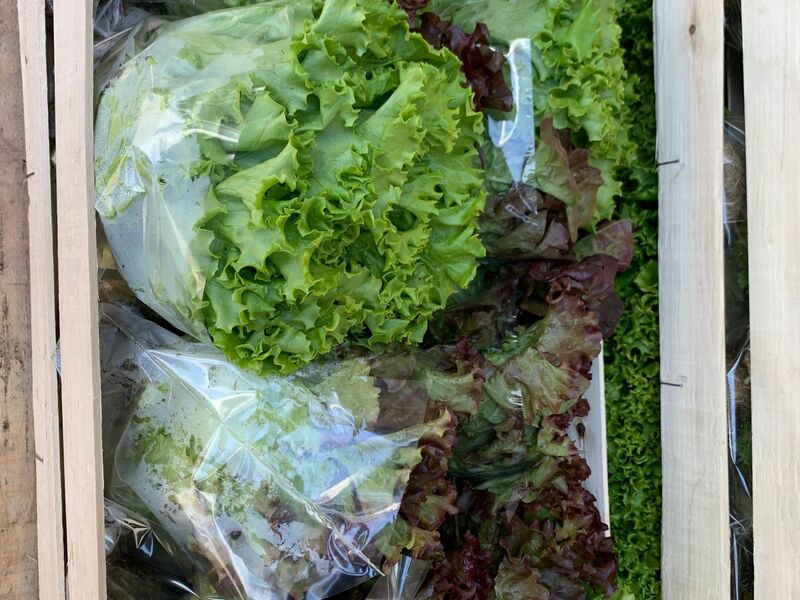 Pakirane glavice salate s korijenom složene u gajbu, spremne za isporuku